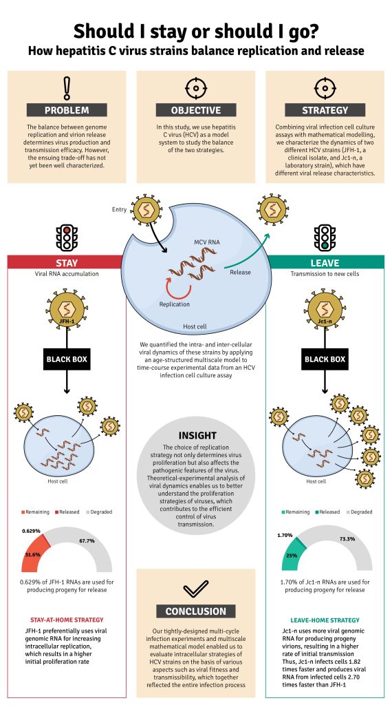 Hepatitis C infographic